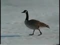 rochester-mn.html