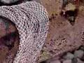 snake-shed-skin-some