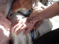 videos de tatuaje de henna.mpg
