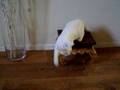 videos de a sponge and kitten Cleo