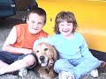 Slideshow of Bo our Golden Retriever