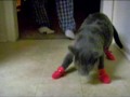 Kitten Mittens!!