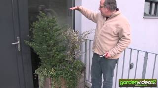 Ilex crenata and Prunus incisa Kolou no mai in a big pot