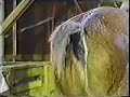 Pferdefurz