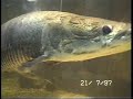 blijdorp blijdorp