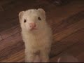 Bartleby steals treats