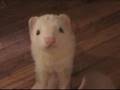 Bartleby steals treats