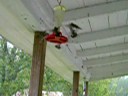 Attack of the hummingbirds!