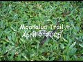 Moanalua Trail