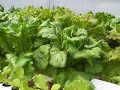 Our Hydroponic Greenhouse