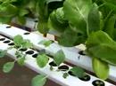Our Hydroponic Greenhouse