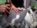 BODY SHAVING A PERSIAN CAT