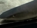 Intense Shark Intense Shark