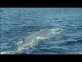 William Shatner - Sierra Club Global Warming PSA - Blue Whale (60 Sec) William Shatner - Sierra Club Global Warming PSA - Blue Whale (60 Sec)