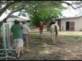 videos de Camaron riding horse