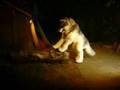 videos de Quadsuit (4 legged) wolf fursuit/costume