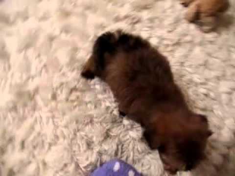 Rebakah is a beautiful Shorkie