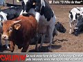 filho da vaca   trote chupim   言葉にできない