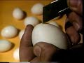 egg divinci