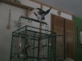 The Amazing African Grey Parrot Jack - Part One - Talking Jack.wmv