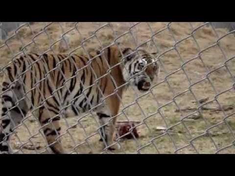 TIGER GROWL