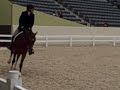 Oration, French purebred Arabian. shns Green Working Hunters course B. Ridden by Michael Desiderio and owned by Diane Waldron of Florida.