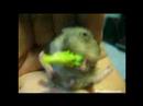 Cute baby hamster eats brocolli