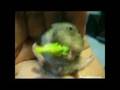 Cute-baby-hamster-ea