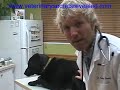 Veterinary Secrets: Dog Anal Gland Problems