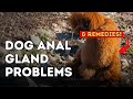 Veterinary Secrets: Dog Anal Gland Problems