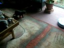 Henry meets the Roomba Henry meets the Roomba