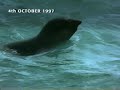 [Video]