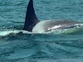 Orca attack on Great White Orca attack on Great White