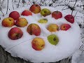 Winter\