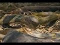 KING COBRA VS RAT SNAKE KING COBRA VS RAT SNAKE