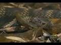 La cobra y la serpiente rata