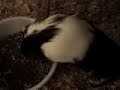 Fyodor Dostoevsky - The Guinea Pig