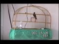 Curi� Arco �ris