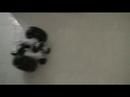 Autonomous Robotic Trolley (Robot Wheel Testing) Autonomous Robotic Trolley (Robot Wheel Testing)