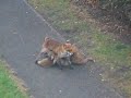 Vixen and Six Cubs