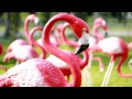 Click here to watch this video prang@Nightsafari (Original color).mp4