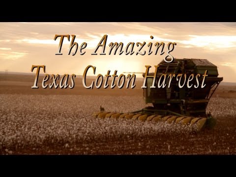 how to harvest cotton