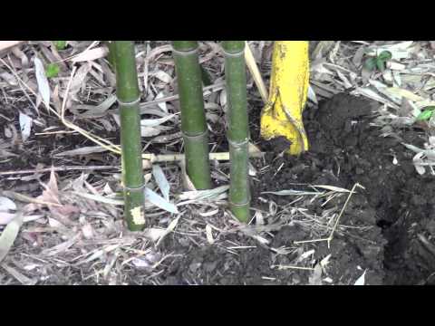 how to uproot and replant bamboo