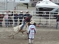 steer riding