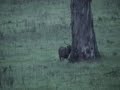 sambar-stag-in-paddock.html