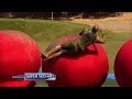 Watch full episodes of Wipeout at abc.go.com Suckerpunch, Big Red Balls and the Shakeshifter - can he do it?