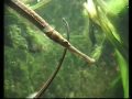 Long-Snouted Pipefishes and Bumblebee gobies / Flussnadel & Goldringelgrundel @ a Zoo Aquarium [1/1]