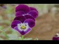 Poema + unch. melody (Richard Clayderman)