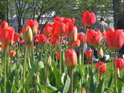 Tulipas / Tulips