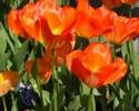 Tulipas / Tulips